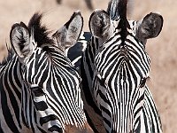 Wild Zebra 5